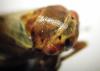 Oncopsis sp.